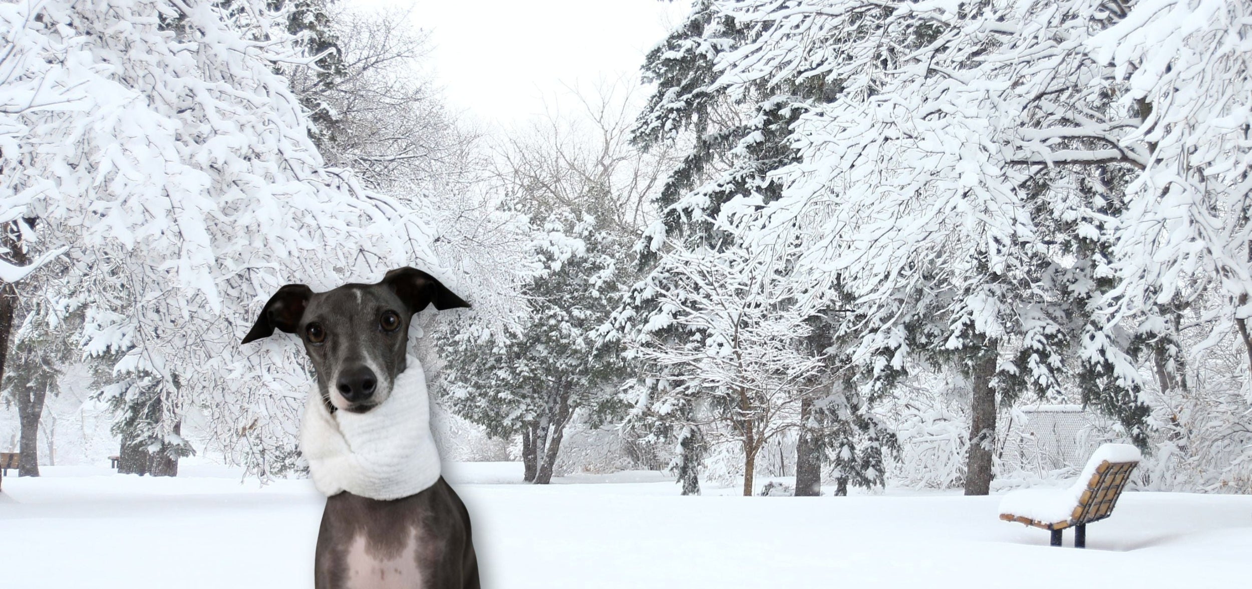 a sweet Italian Greyhound is wearing a white Burrito Wrap Dog Co scarf surrounded by a winter background.